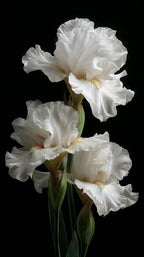 Concentrado de Perfume Iris Cachemire – Esteban Paris Parfums - Maison Calma