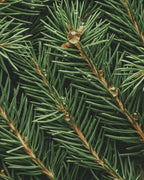 Concentrado de Perfume Sapin Exquis – Esteban Paris | Edición Limitada Navidad - Maison Calma