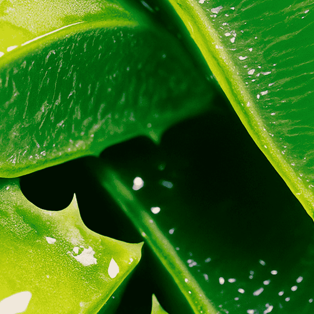 Vela Perfumada Aloe Vera 150 g – My Jolie Candle - Maison Calma